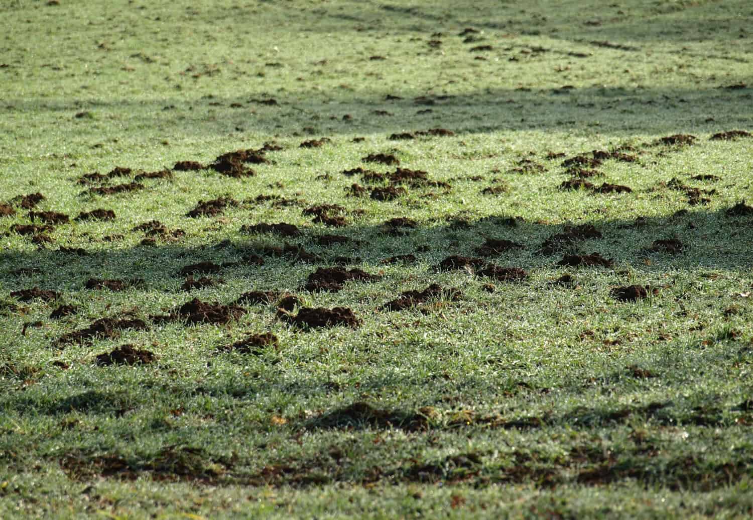 The Impact of Moles on Lawn Health: What Homeowners Should Know