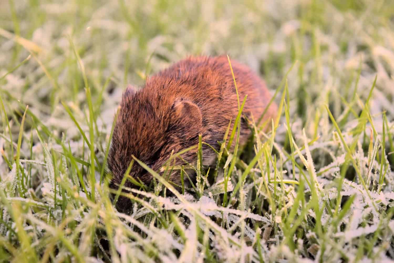 How Voles and Moles Affect Your Property Differently