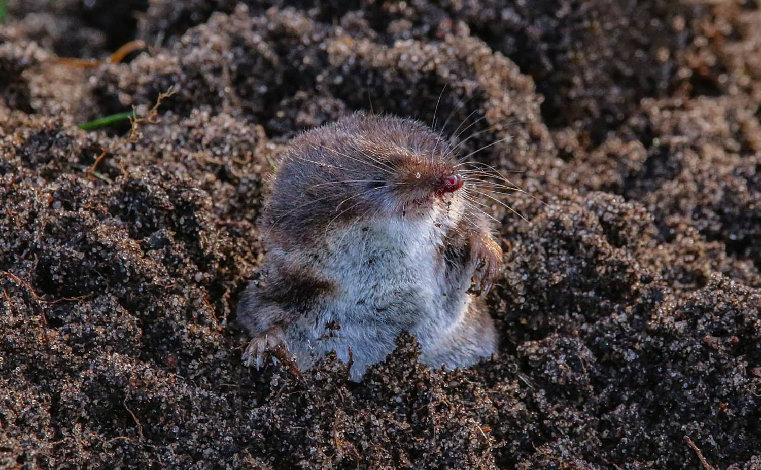 Are Chemical Solutions Safe for Mole Control?