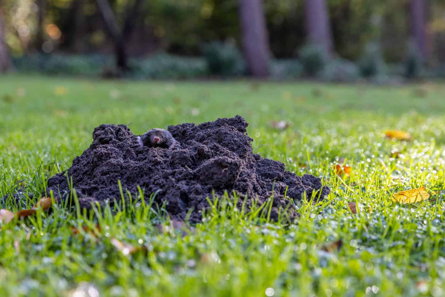 Protecting Your Fall Garden from Mole Damage