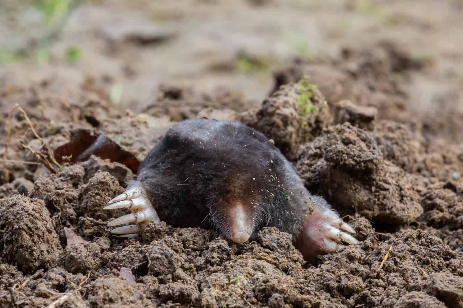 Which Mole Traps Work Best for Different Soil Types?
