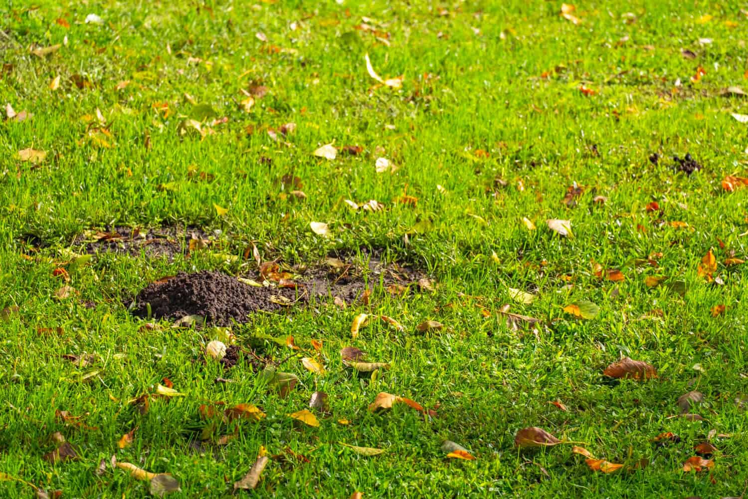 Signs Your Yard Needs Professional Mole Removal in Cincinnati