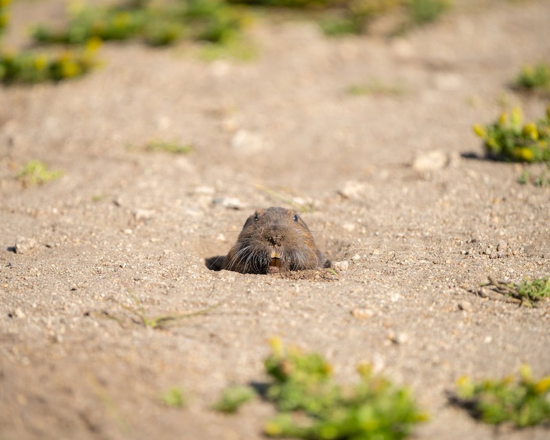 Everything You need to Know About Ground Mole Trapping