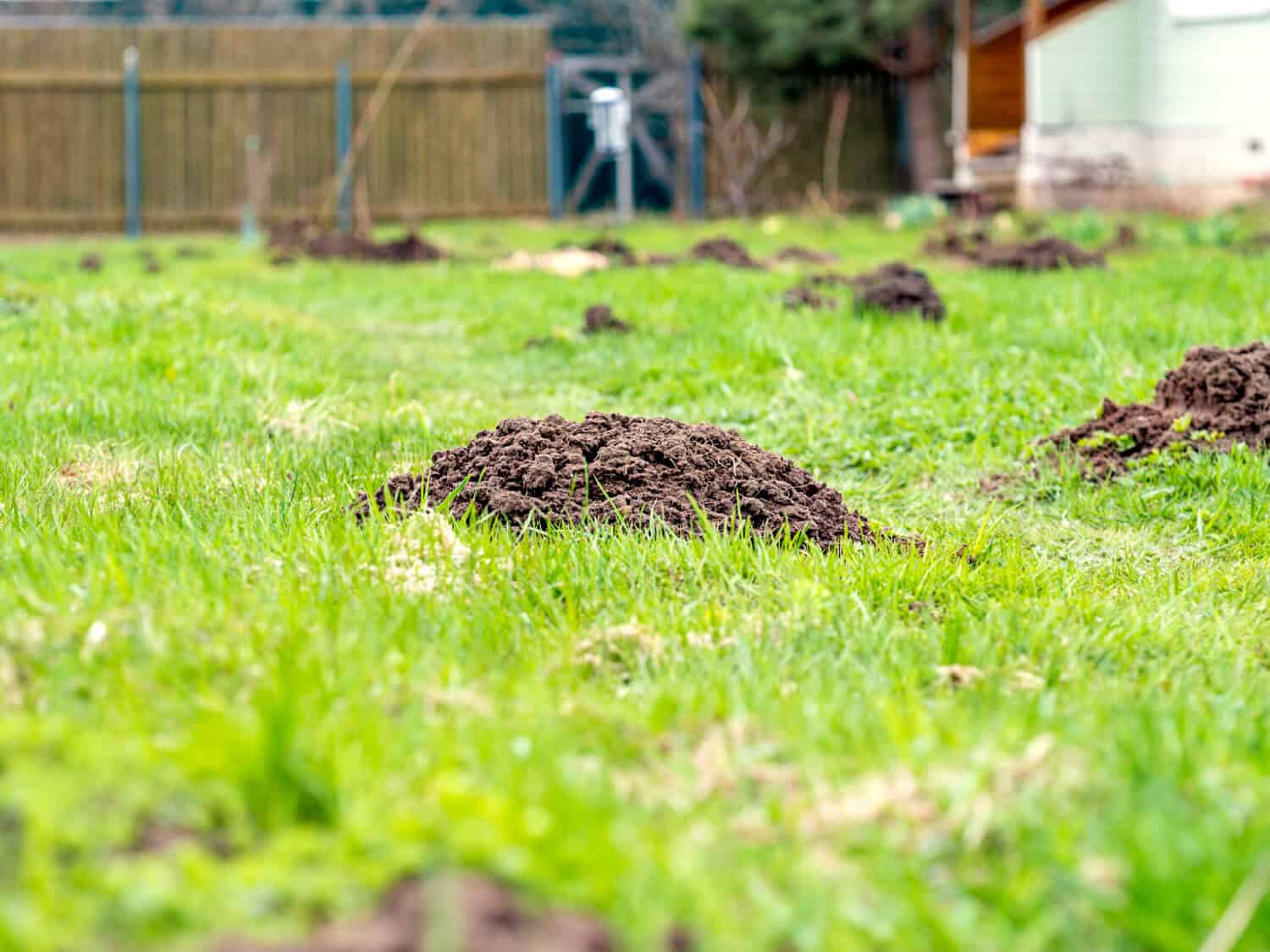 Repairing Lawn Areas Damaged by Mole Activity