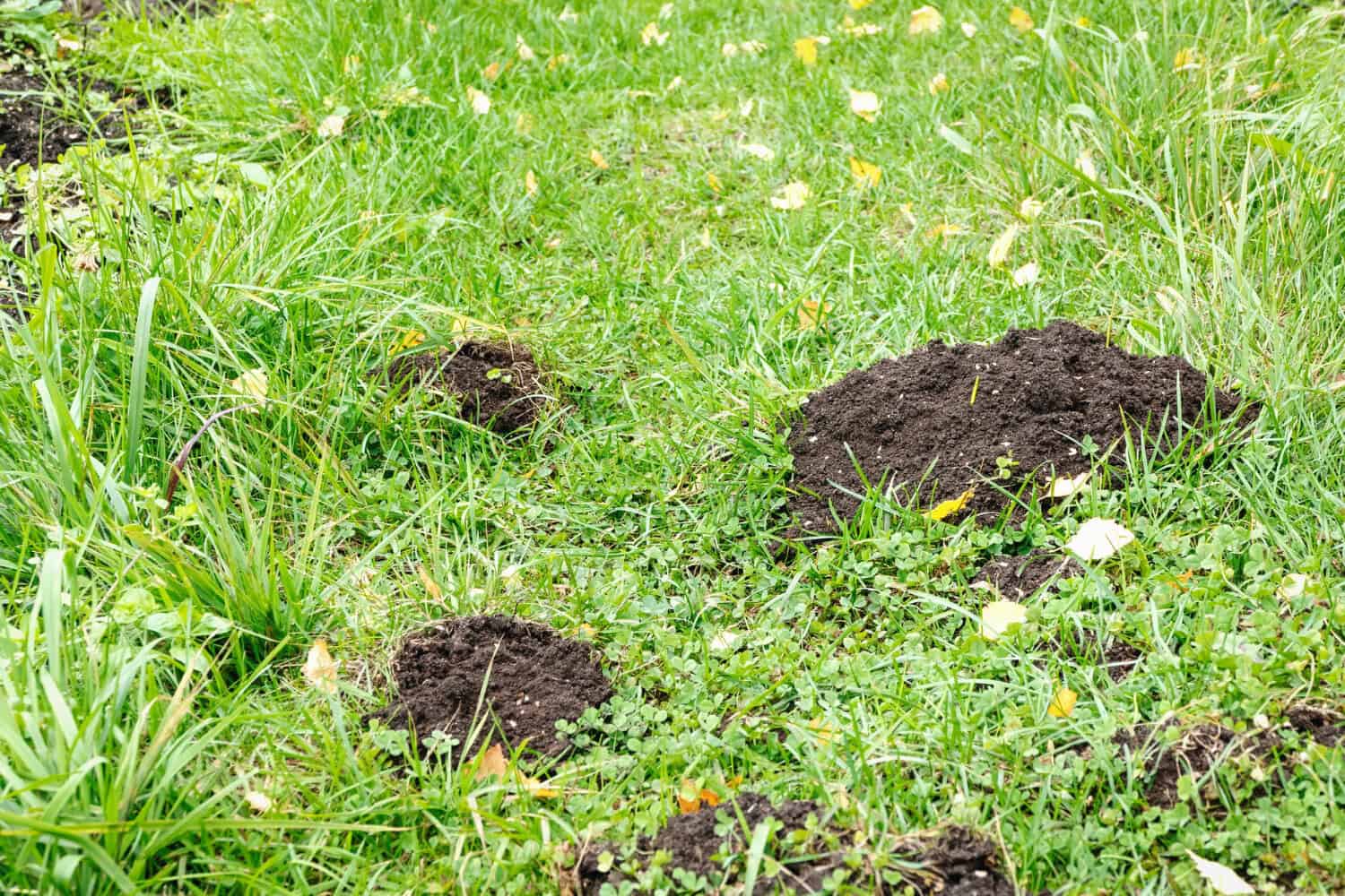 Why Your DIY Mole Removal in Cincinnati Is Not Working