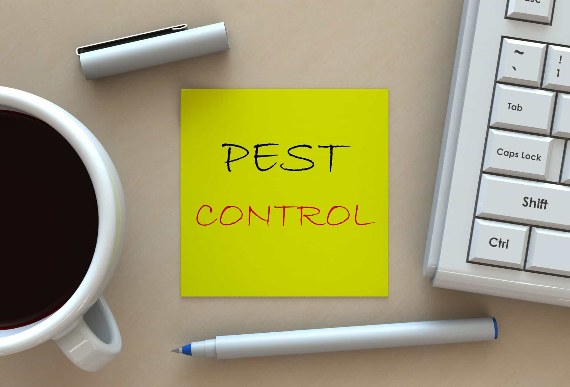 Animal Removal: What to Expect When Removing a Pest