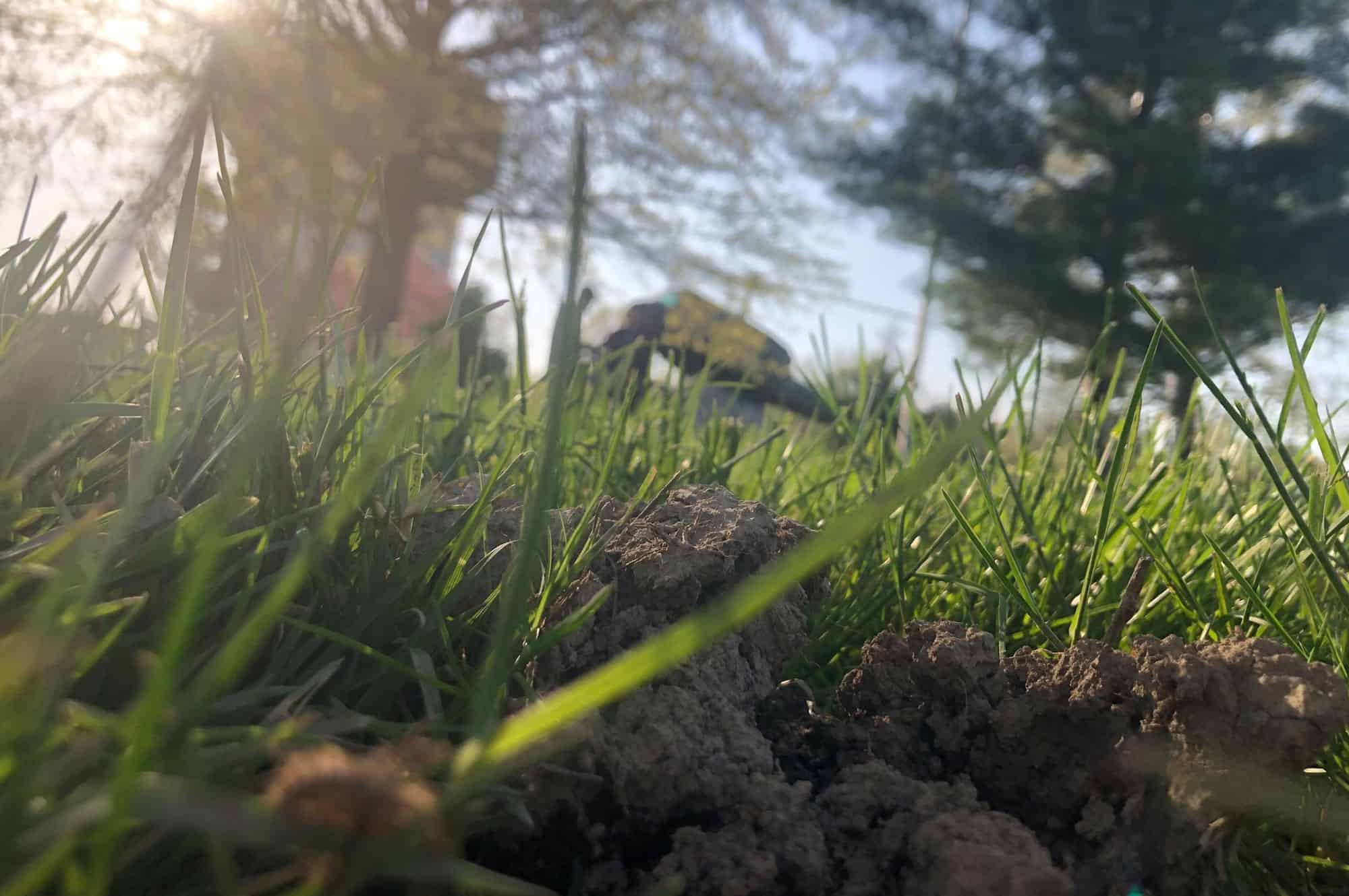 Top Signs of Mole Damage in Your Yard