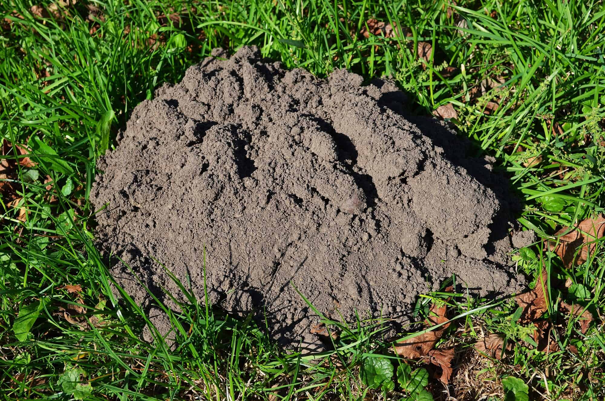 Ground Mole Poison: A Quick Guide