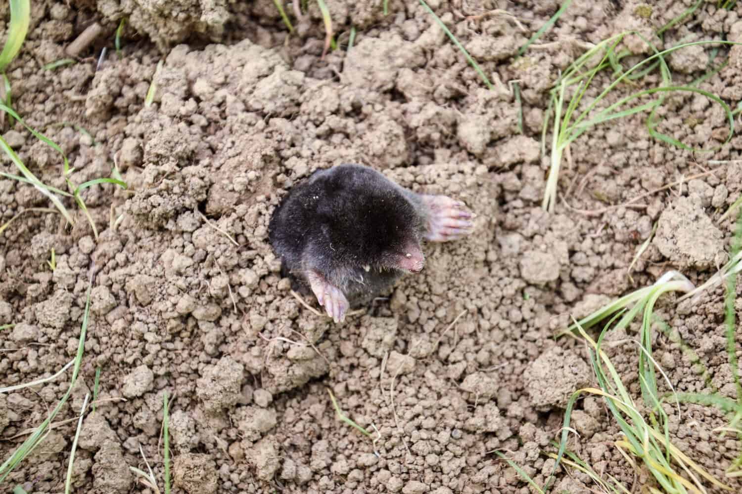 What Happens When You Ignore Mole Tunnels in Cincinnati Yards