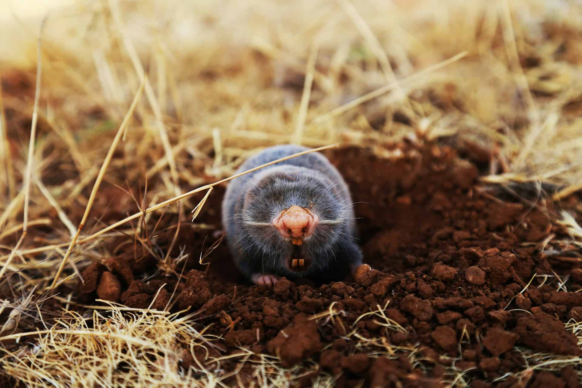 Here Are 6 Clear Signs There Are Moles in Your Yard!