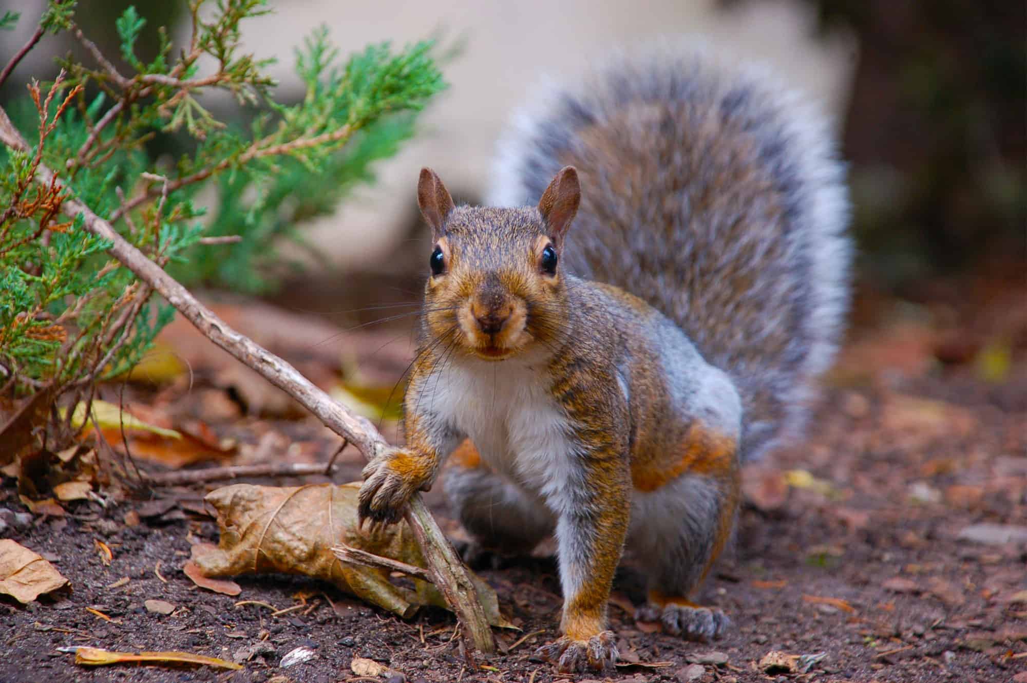 6 Signs You Need Squirrel Trapping Services