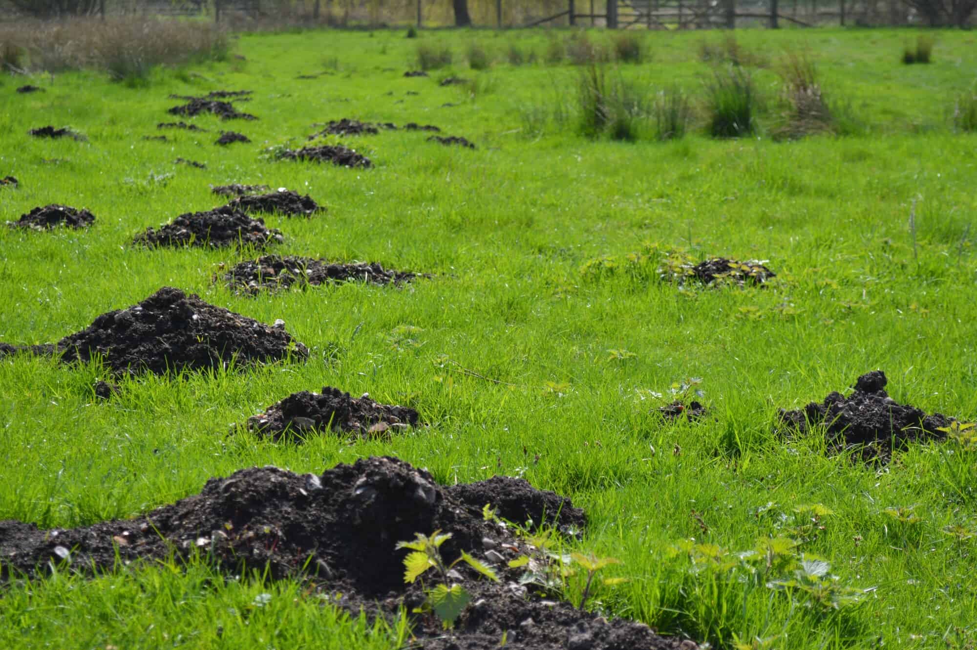 Are Moles Dangerous to Your Yard?
