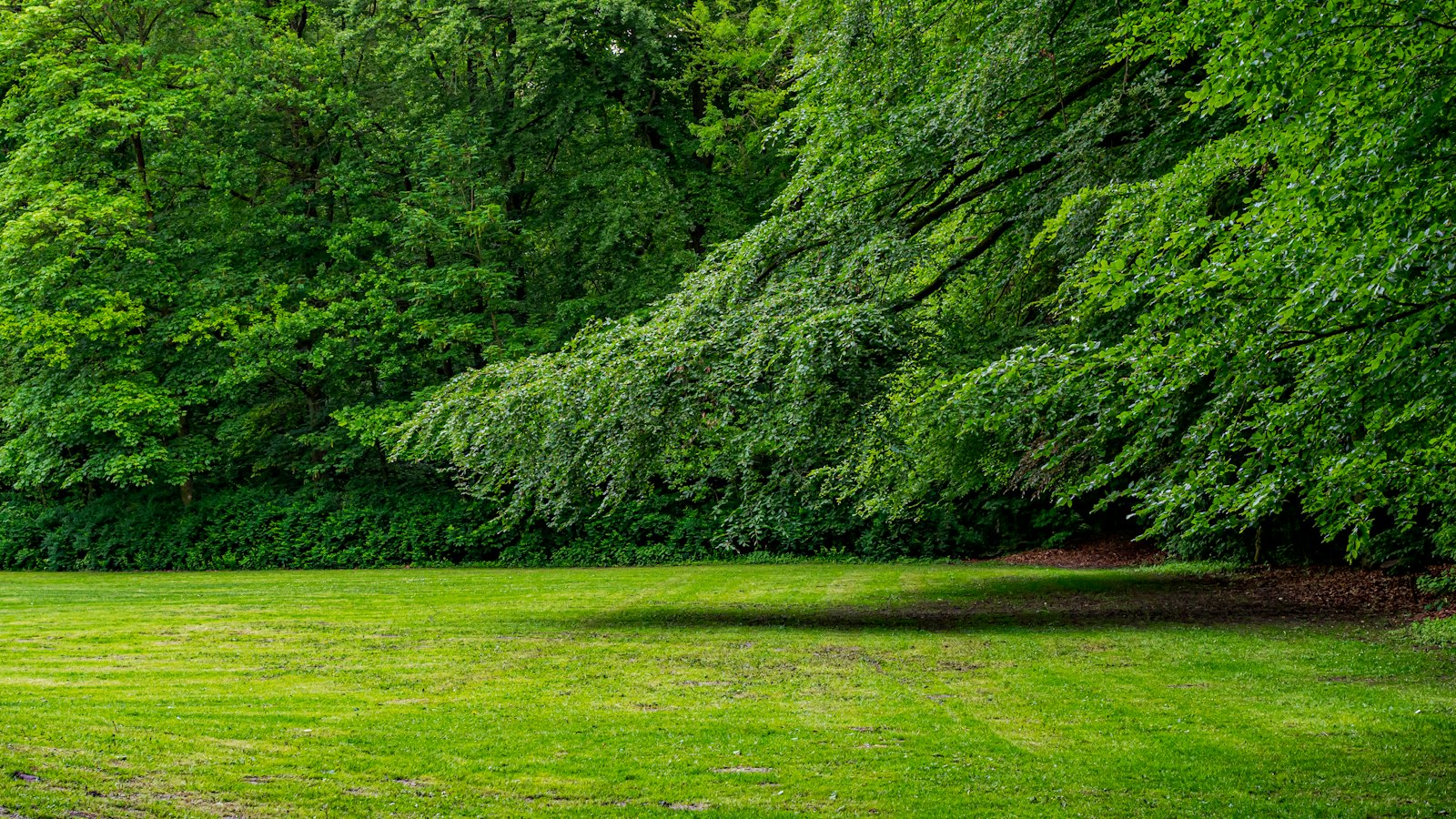 A mown green lawn running up to the edge of a dense deciduous tree line in summer, the boundary where a mole stops being a problem worth paying to solve