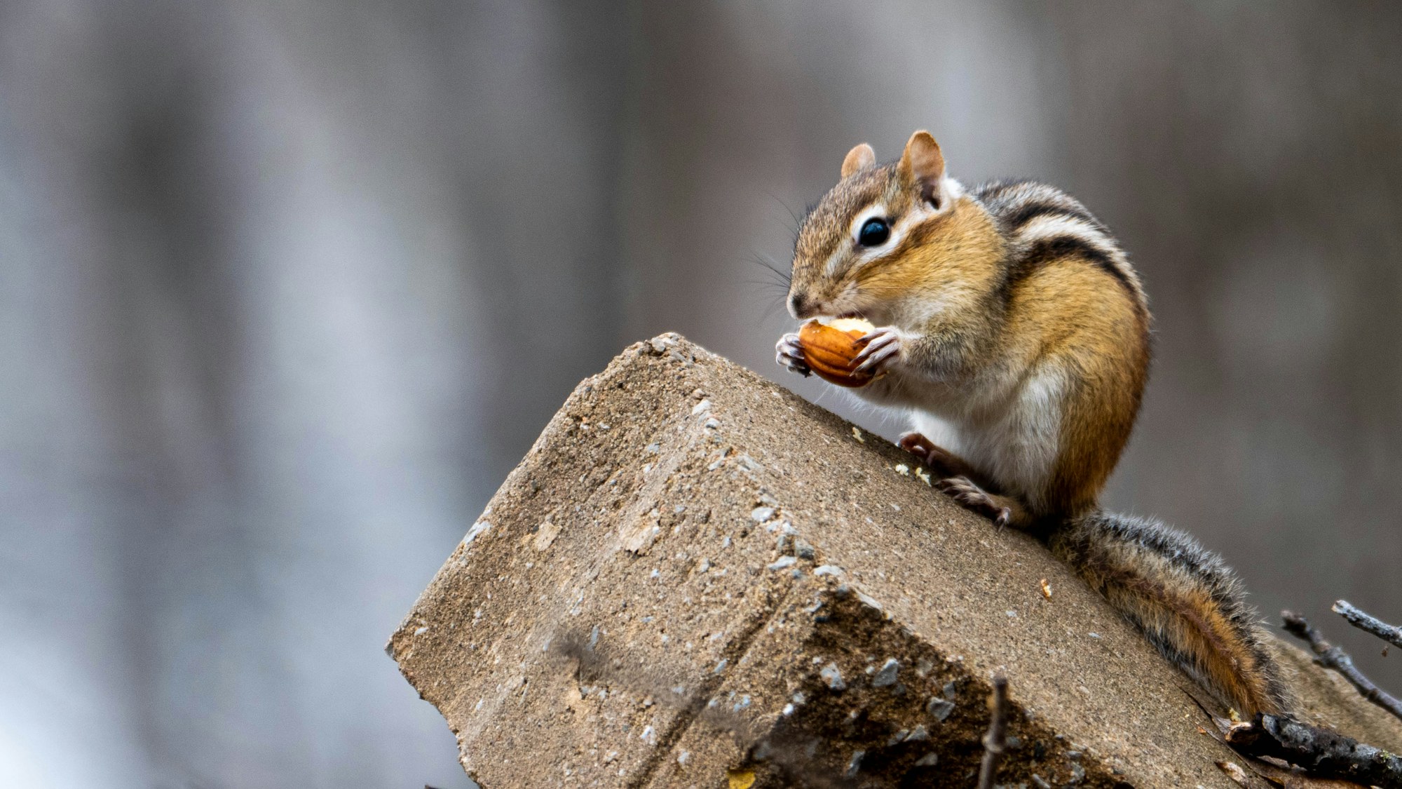 Eastern chipmunk pausing on a concrete foundation block, the entry route many Cincinnati homes overlook