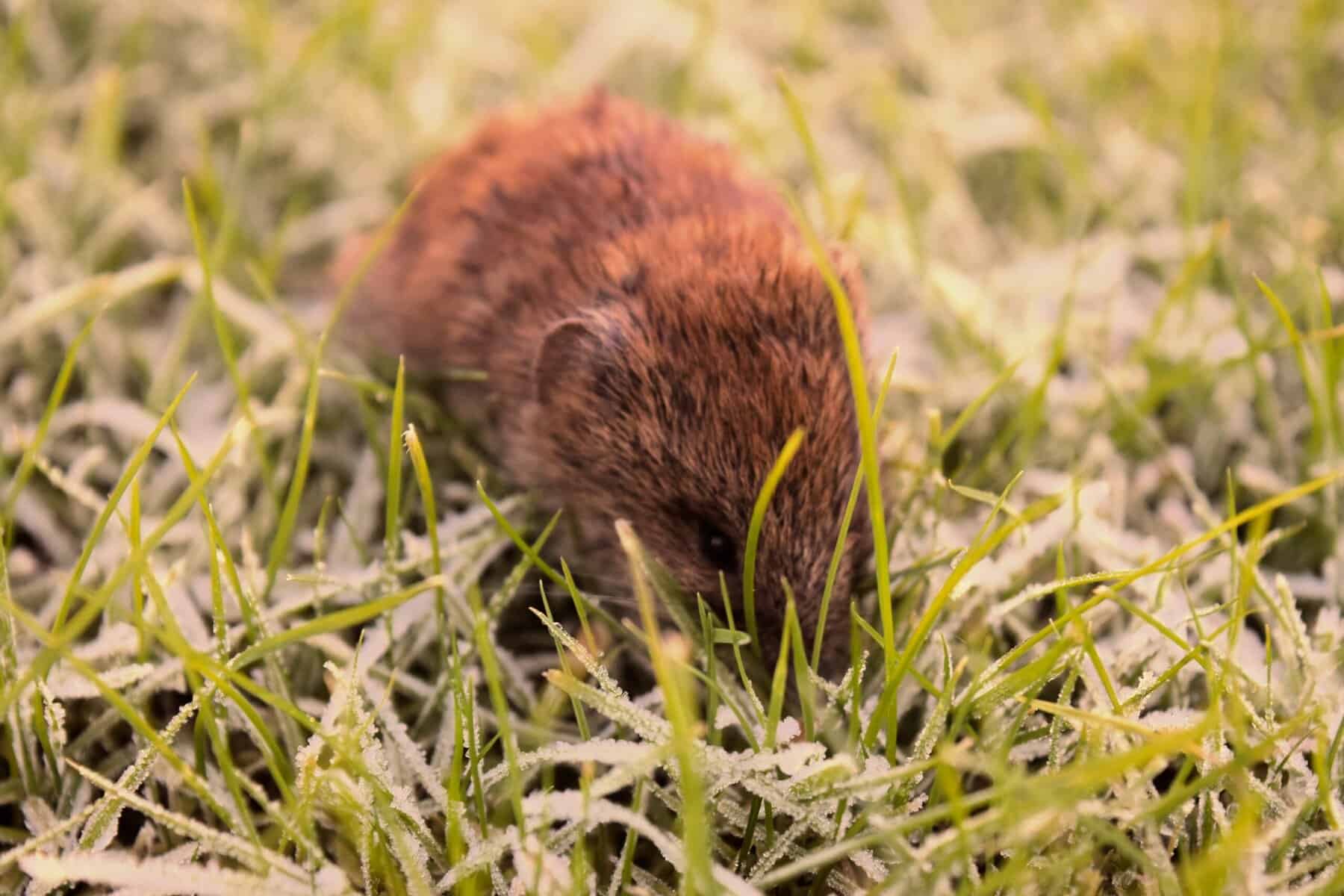 How to Spot the Difference Between Mole and Gopher Damage