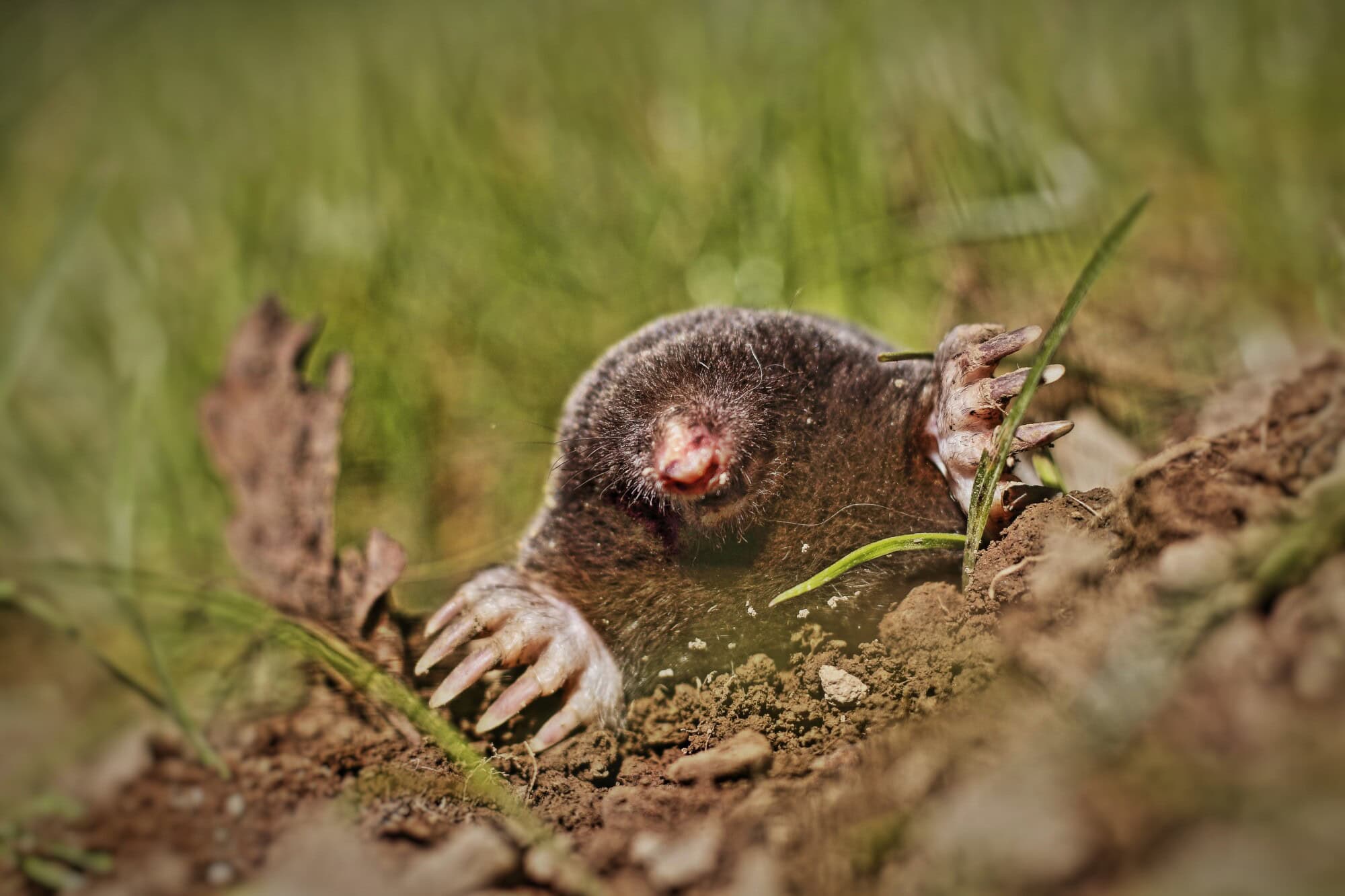 Do Moles Carry Diseases? Everything You Need to Know