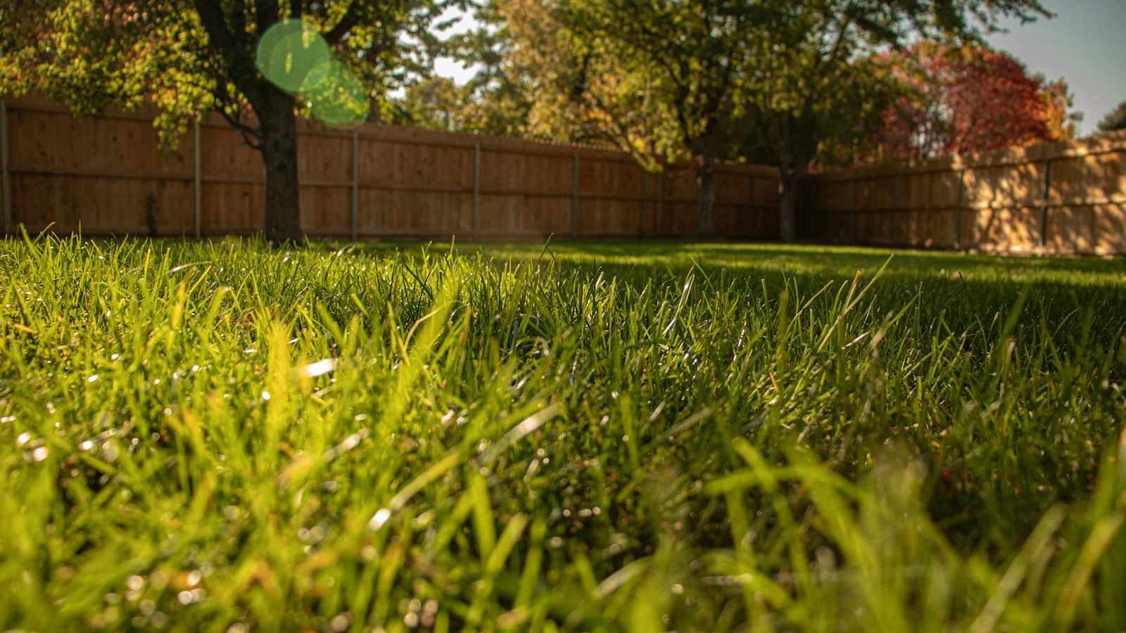 A smooth healthy backyard lawn photographed at grass level in autumn, with a wooden privacy fence and a line of turning trees behind it, the boundary a new mole would cross