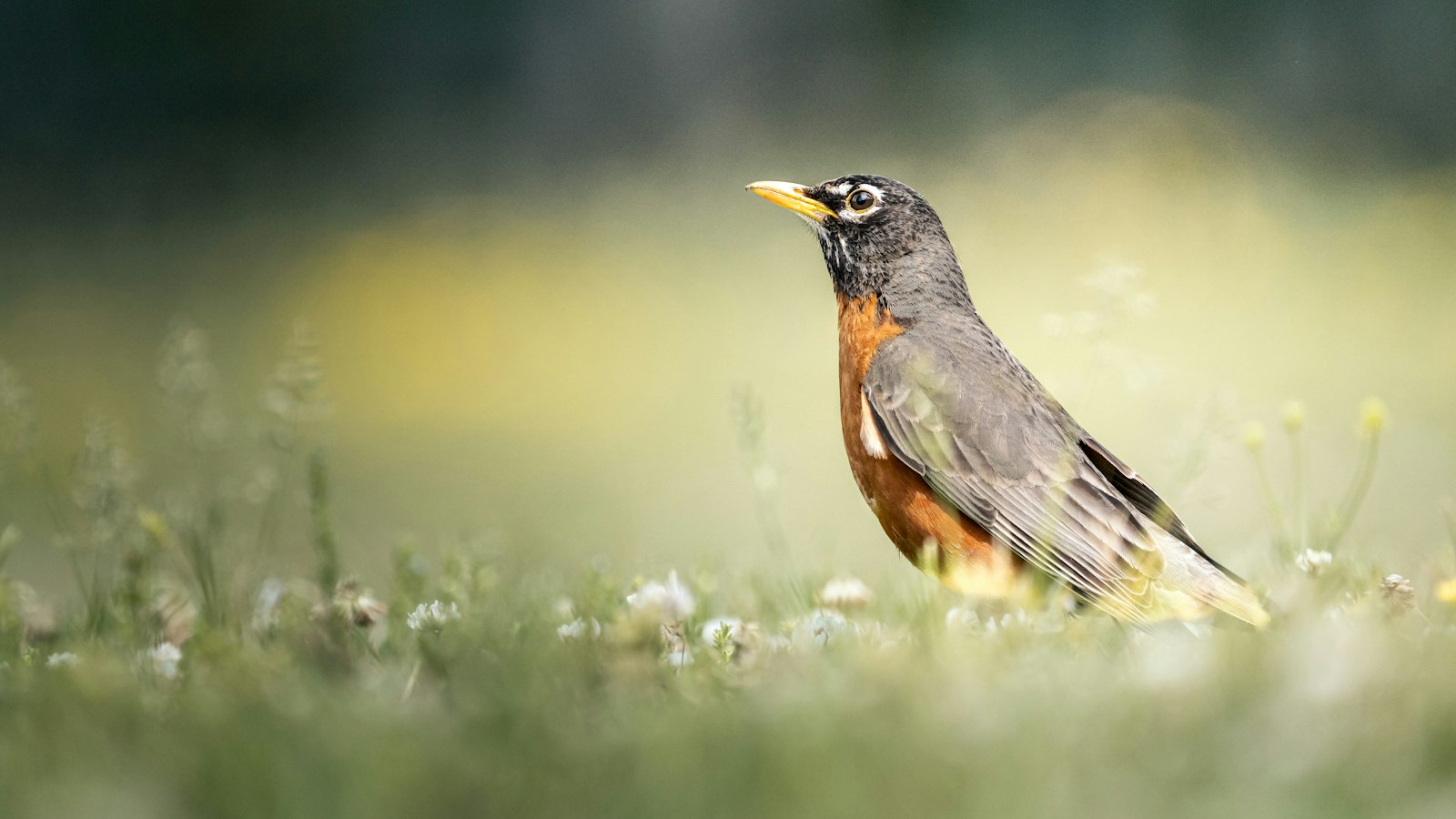 American robin standing in a green lawn hunting for the earthworms and grubs that also draw moles into a yard