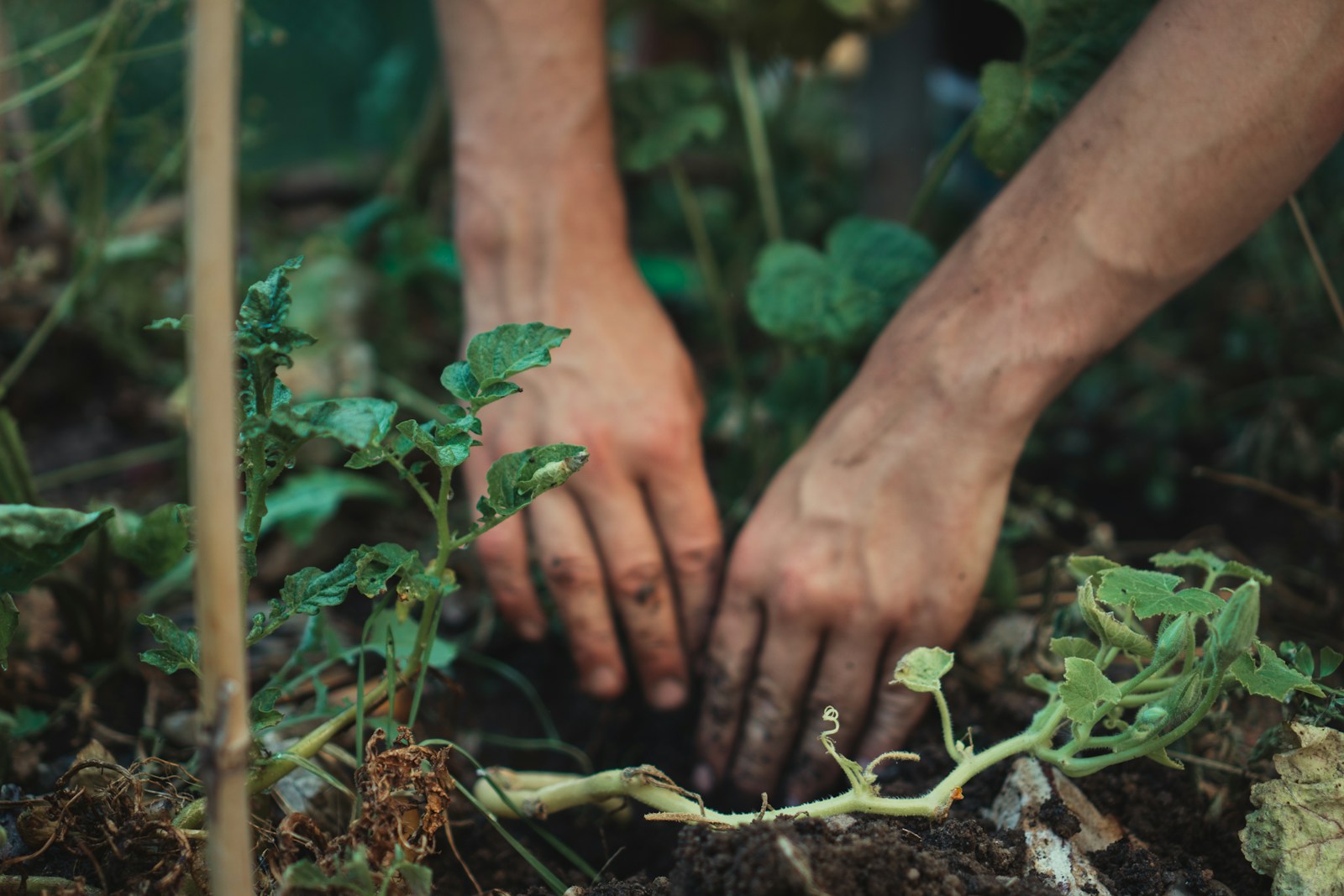 Gardener's hands pressing a young plant's root ball into dark garden bed soil with wilted vines nearby
