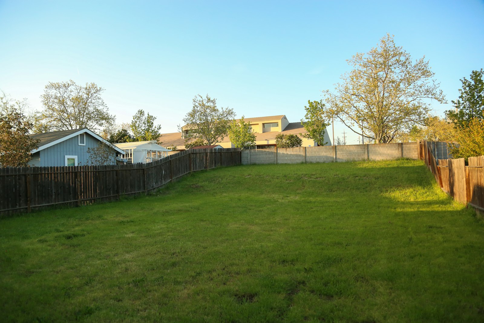 Quiet fenced suburban backyard lawn in low evening light, the kind of yard where homeowners stand listening for whatever is digging under the grass