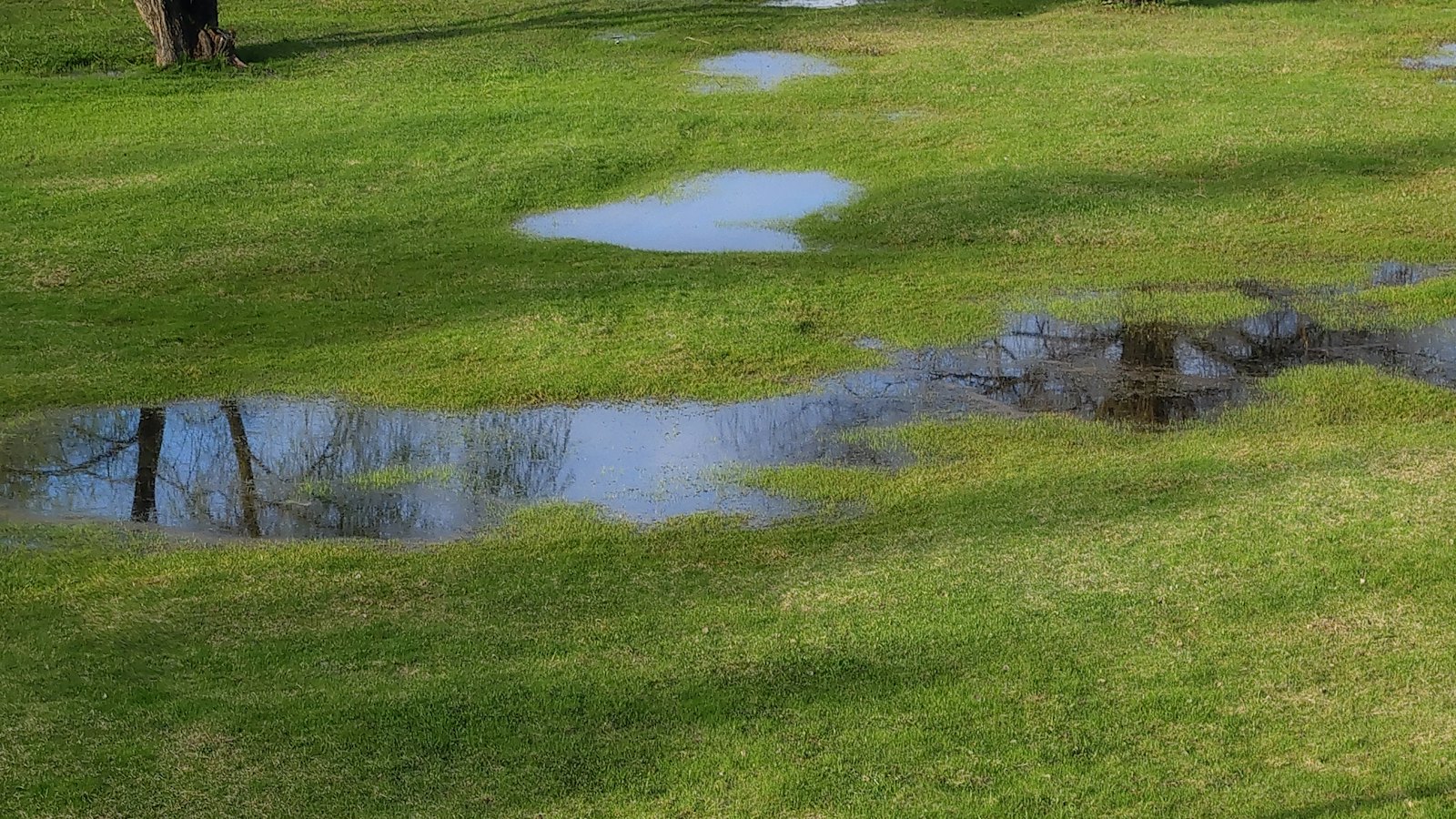 Rain puddles standing on a green lawn after a heavy storm, the kind of soaked yard that pushes moles into higher tunnels