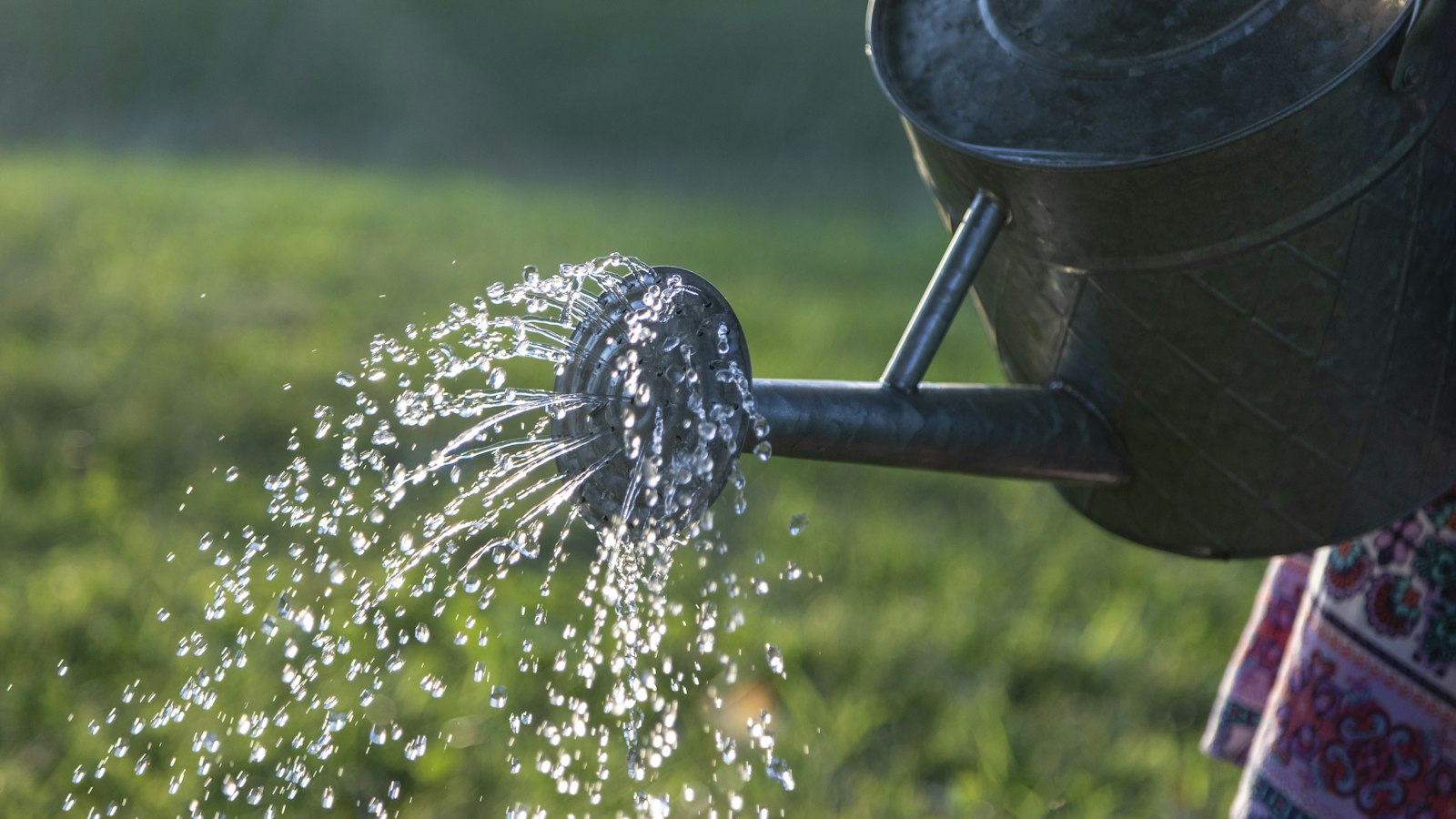 A galvanized watering can pouring liquid over a green lawn in low evening light, the way homeowners apply a poured-on yard remedy