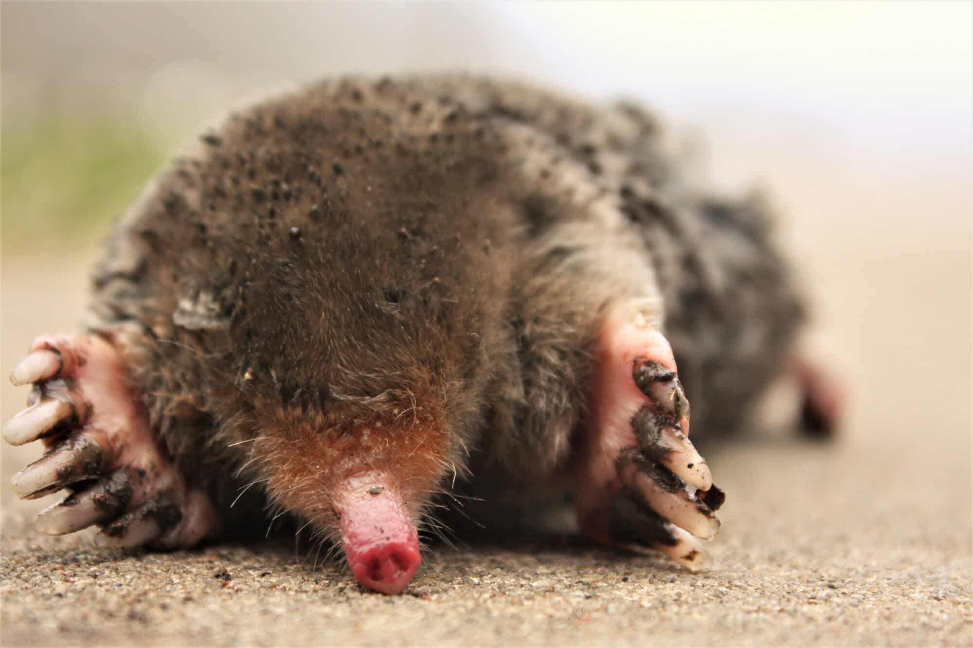 How to Trap a Mole That Is Causing Trouble in Your Yard