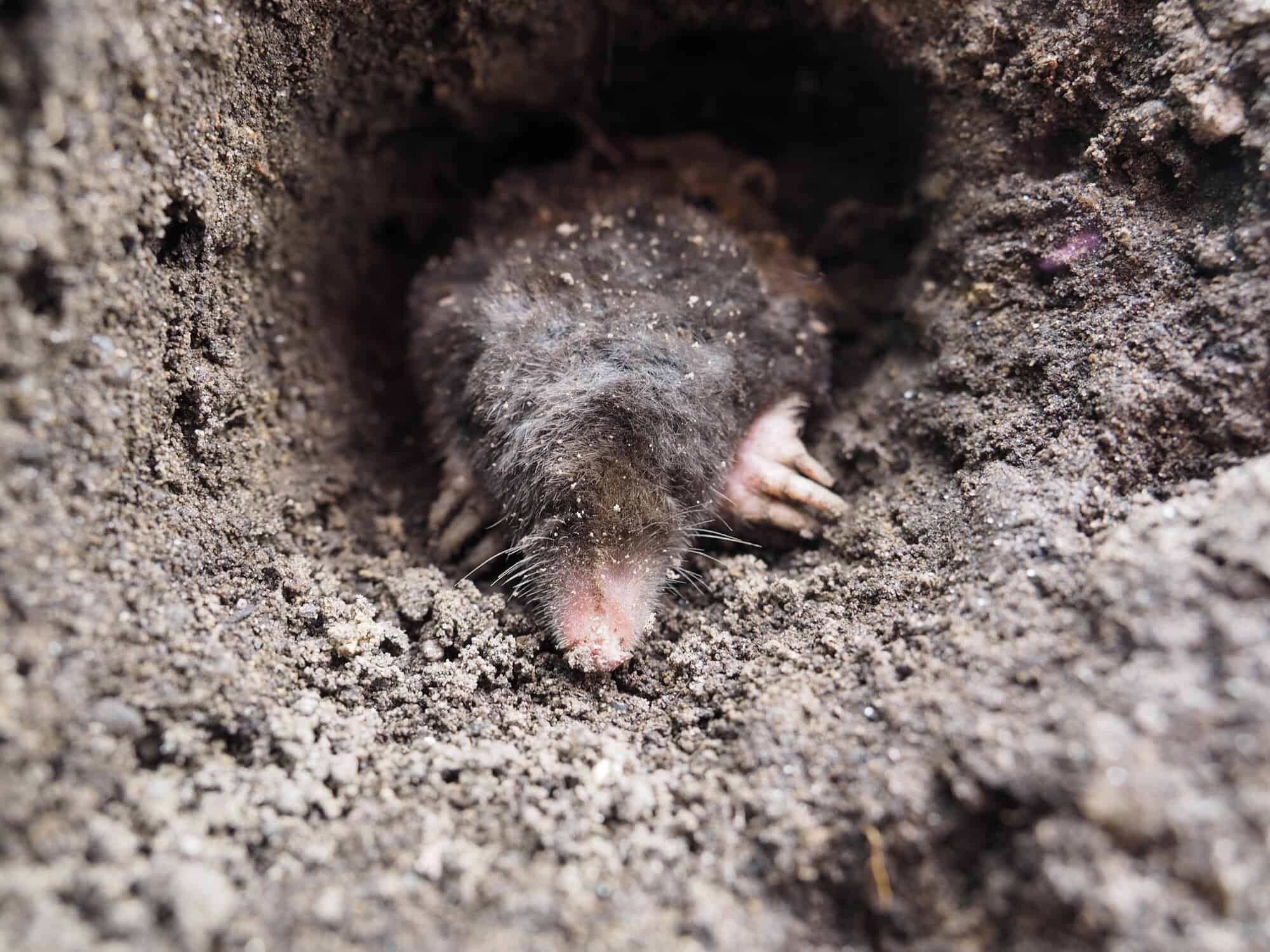 Getting Rid Of Ground Moles- 7 Reasons to Call the Pros
