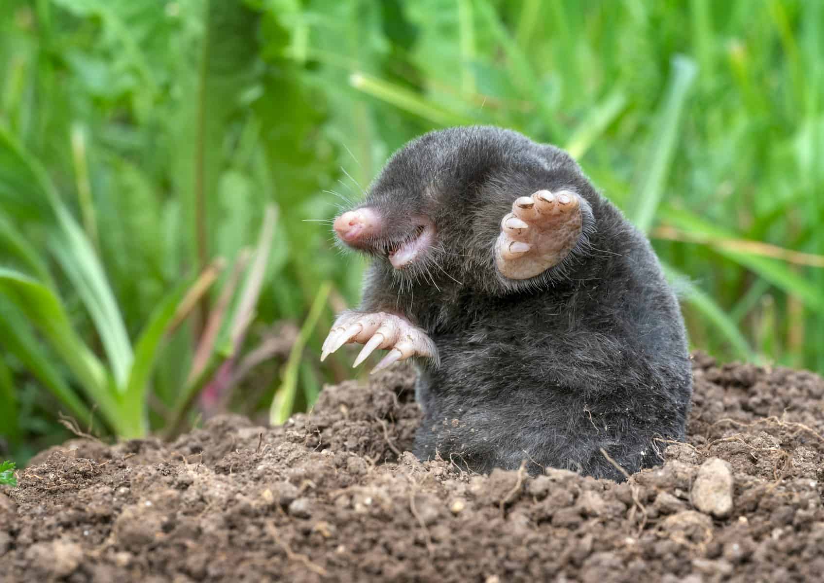 Setting Up an Effective Mole Trap System in Your Yard