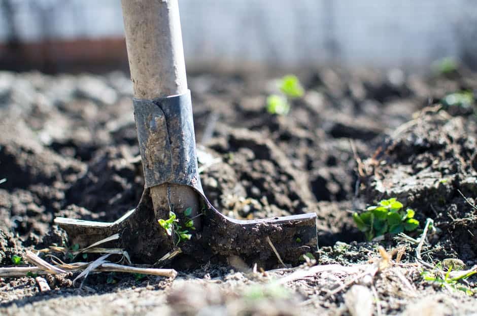 6 Tips to Prevent Mole Damage This Winter