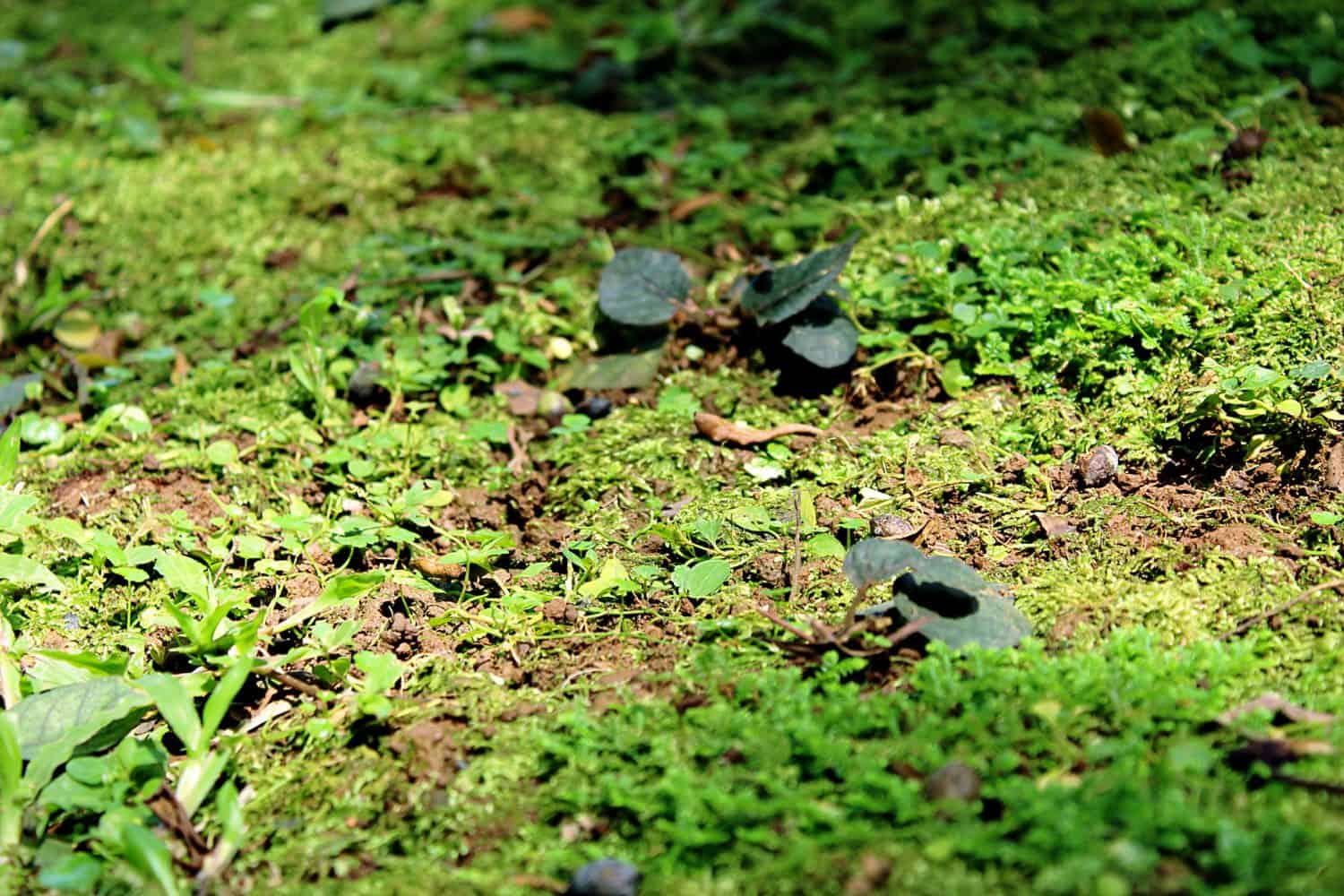 Protect Your Yard: The Hidden Dangers of Having Moles Around