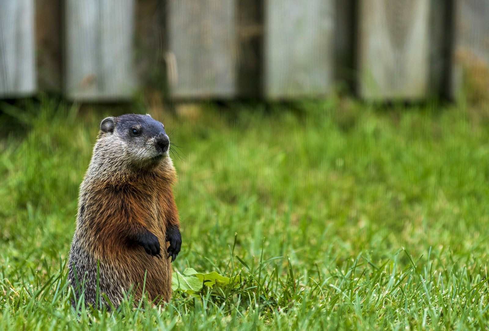 Groundhog Holes in Yard: What They Mean