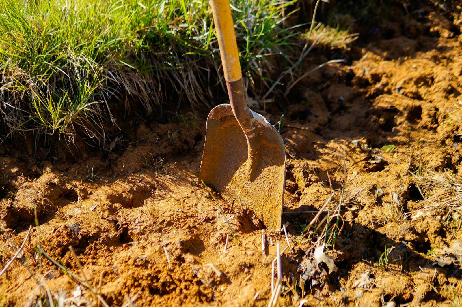 Shovel blade sunk into bare soil at the edge of thick grass, the top layer of a lawn where moles cut their shallow feeding runs