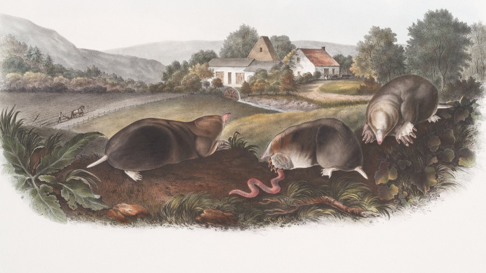 Hand colored 1840s natural history plate showing three American moles digging through farm soil, one pulling an earthworm, with a farmhouse behind