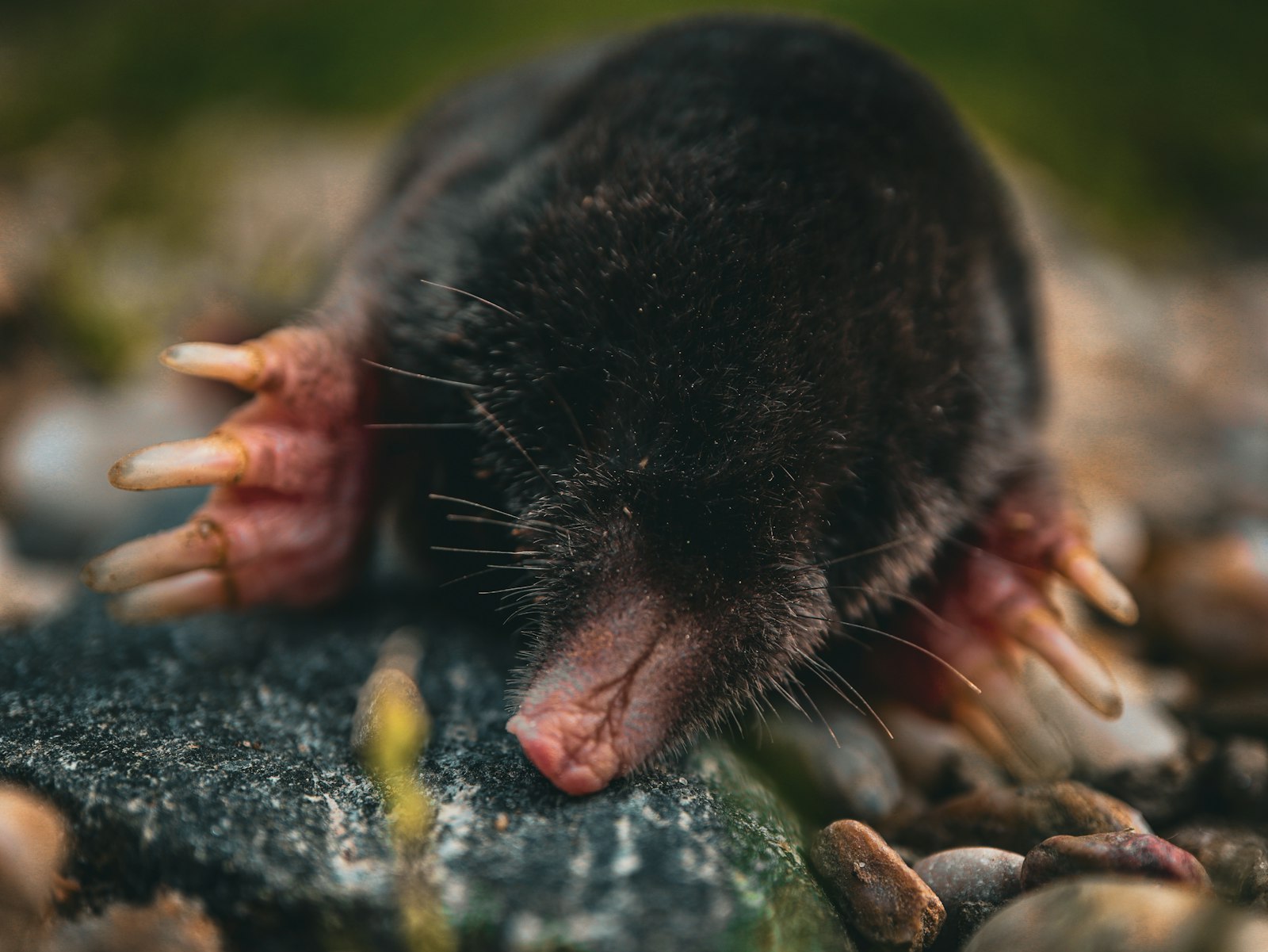 Close up of a mole with large pink digging claws on a rock, the single animal usually responsible for all the tunnels in a yard