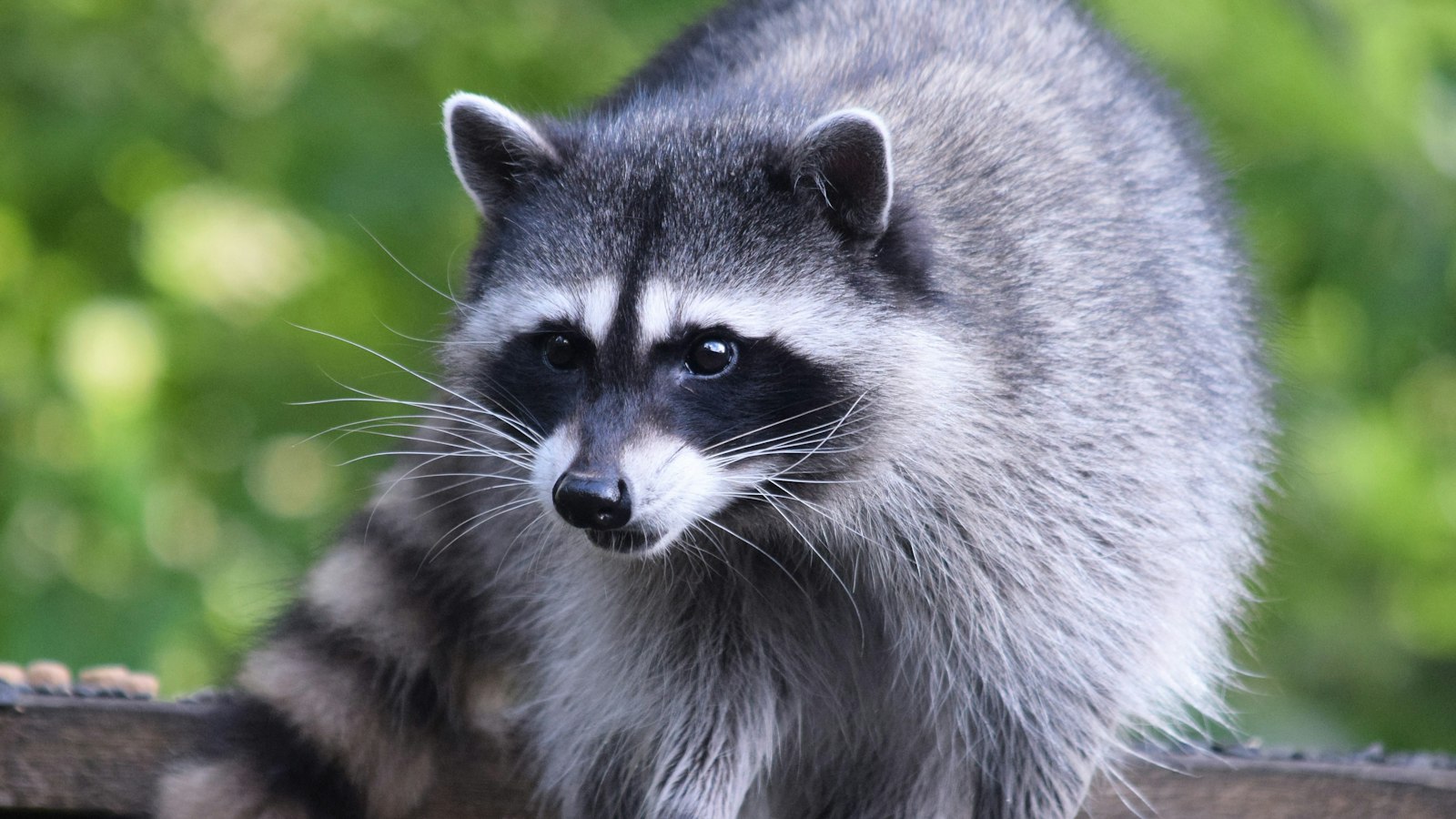 A raccoon at close range on a roof edge, the vantage point one uses to work along a roofline looking for a soffit or vent gap into an attic