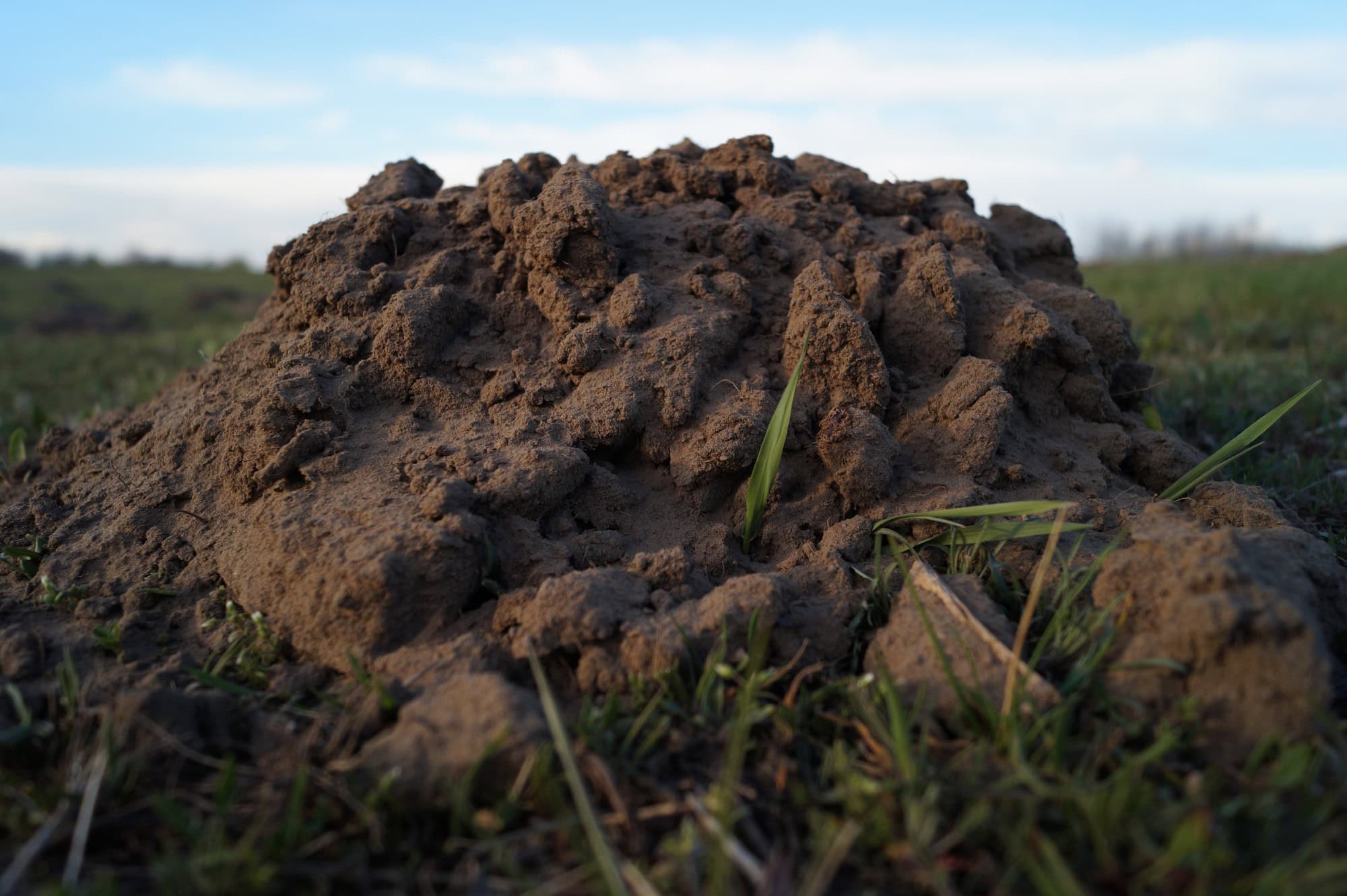 How to Get Rid of Ground Moles: 6 Tips From the Experts