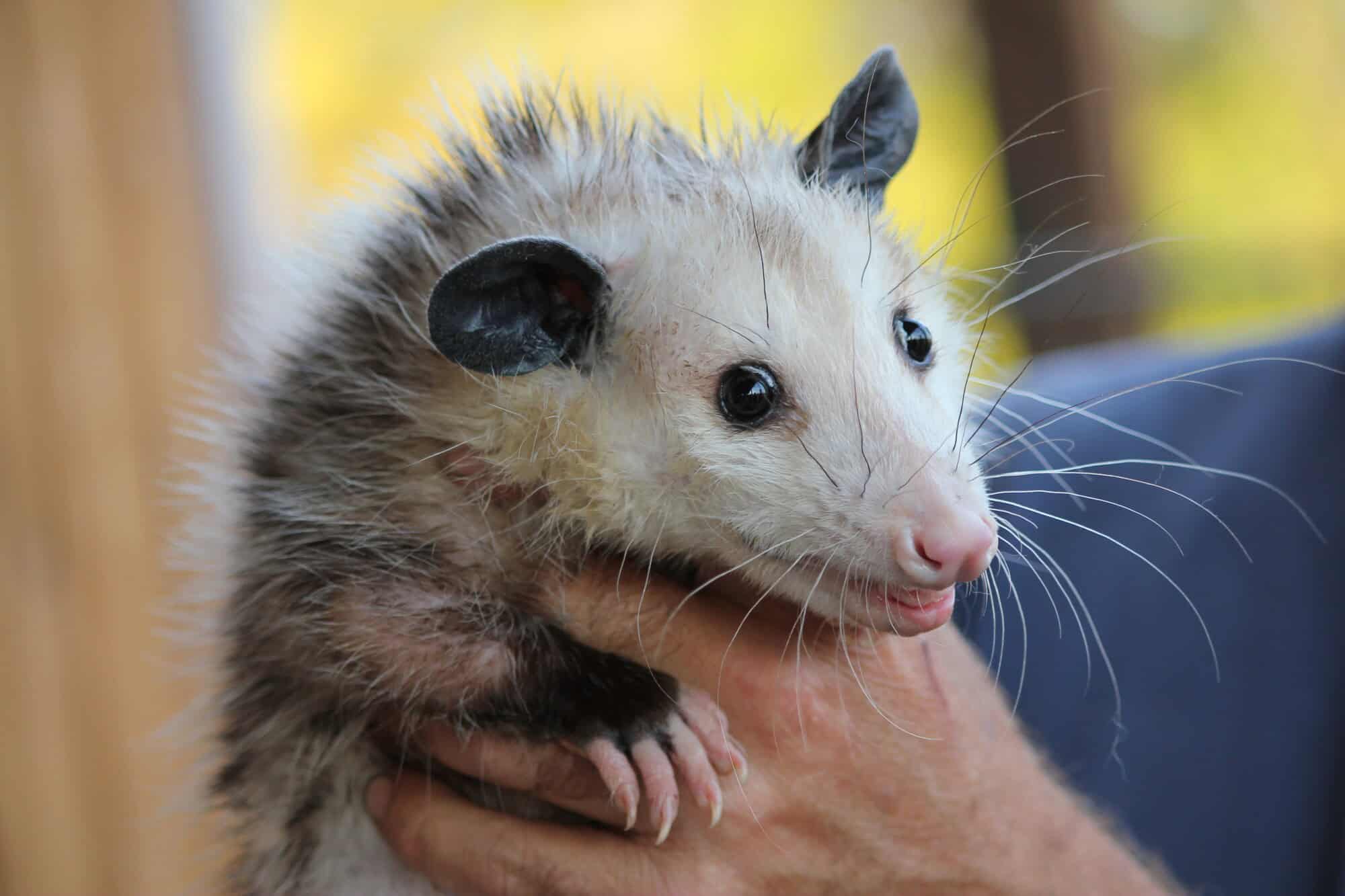 How to Keep Unwanted Animals Out of Your Yard