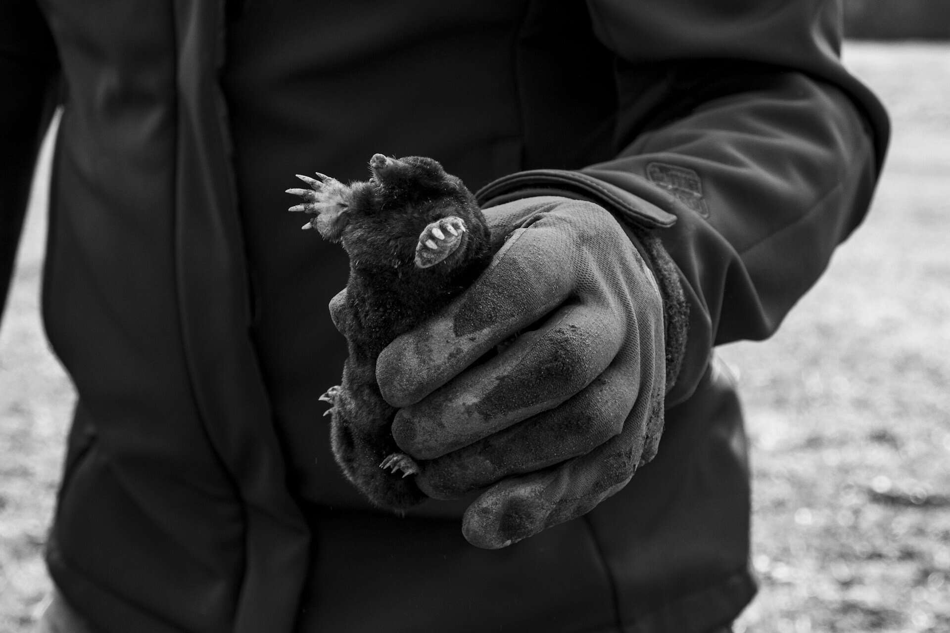 Choosing a Mole Removal Service in Cincinnati That Actually Works