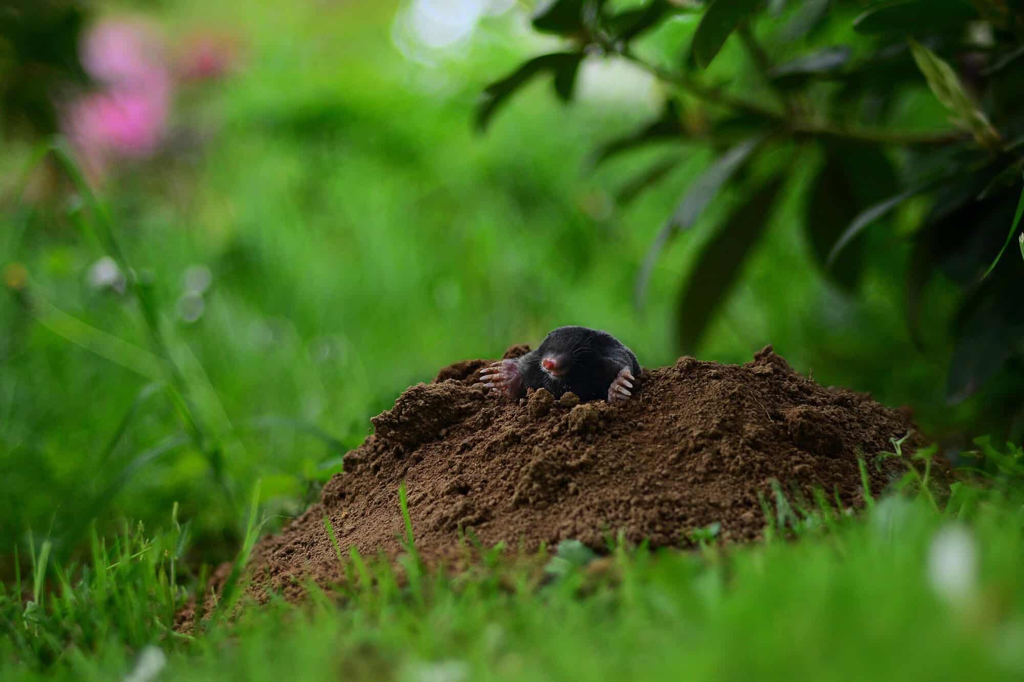 Mole Control: Your Guide to the Different Methods of Mole Extermination
