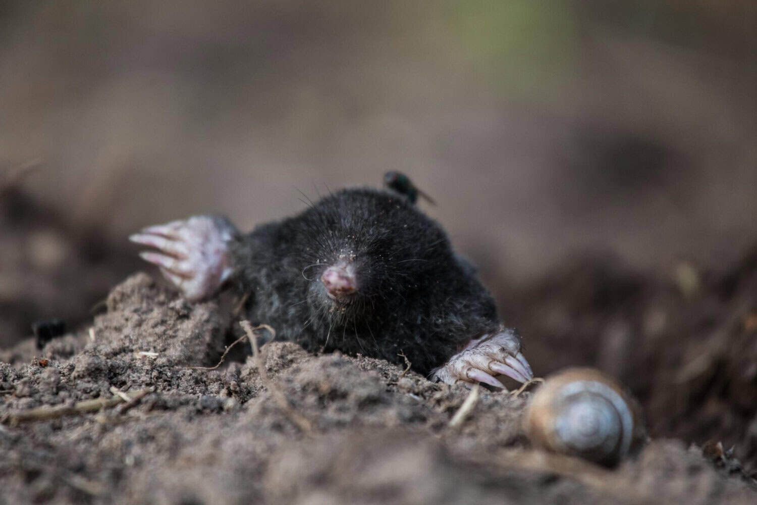 What Professional Mole Trapping in Cincinnati Really Involves