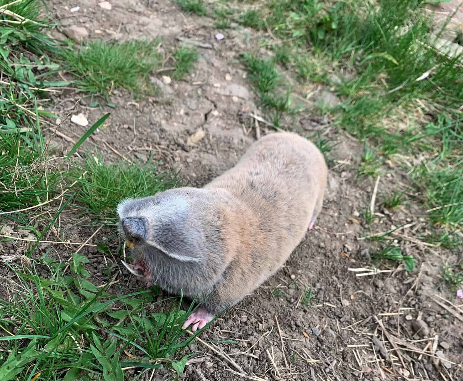 Mole Removal in Dayton: Spring vs. Fall Timing to Prevent Lawn Damage