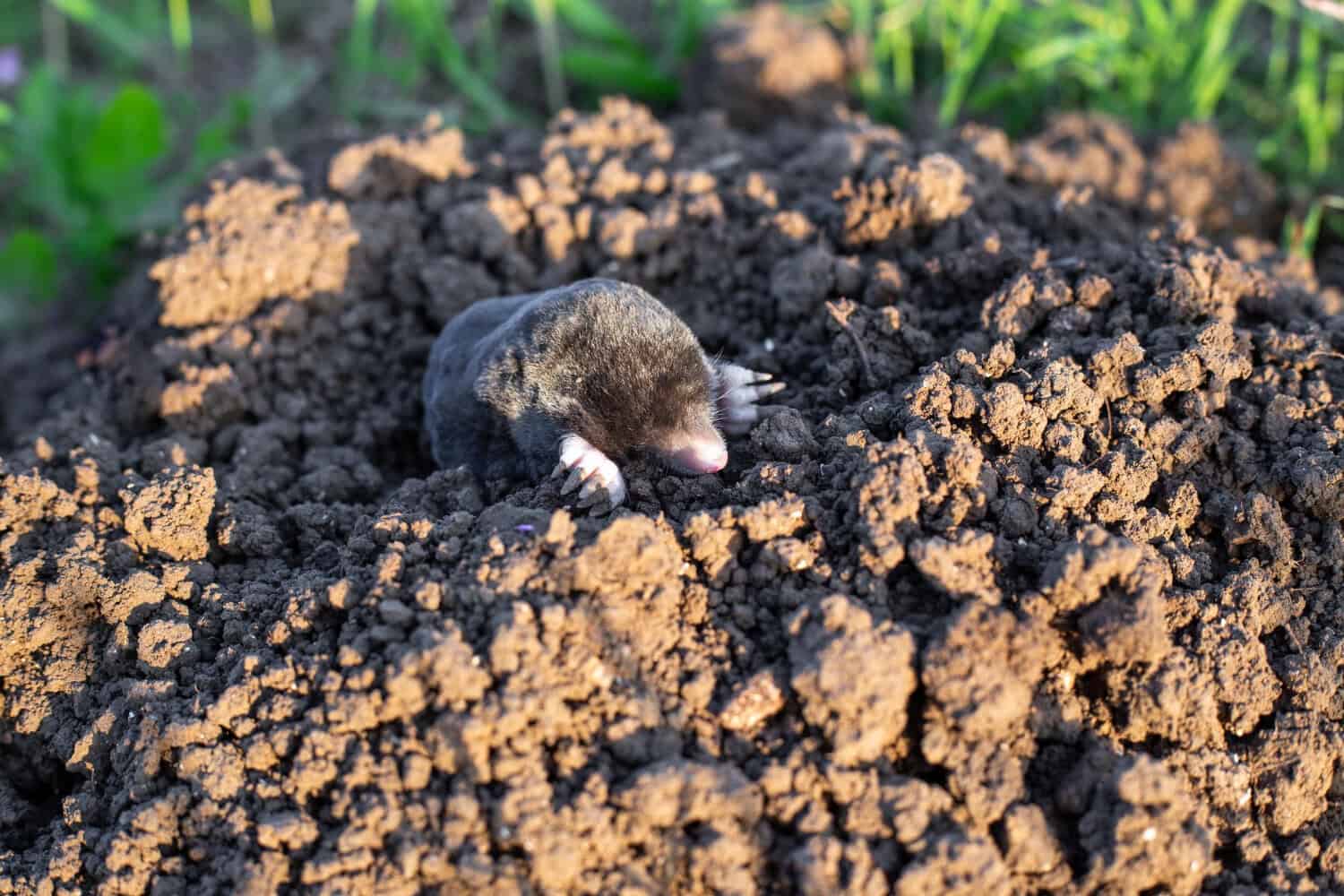 Top Tips for Preventing Moles from Invading Your Yard