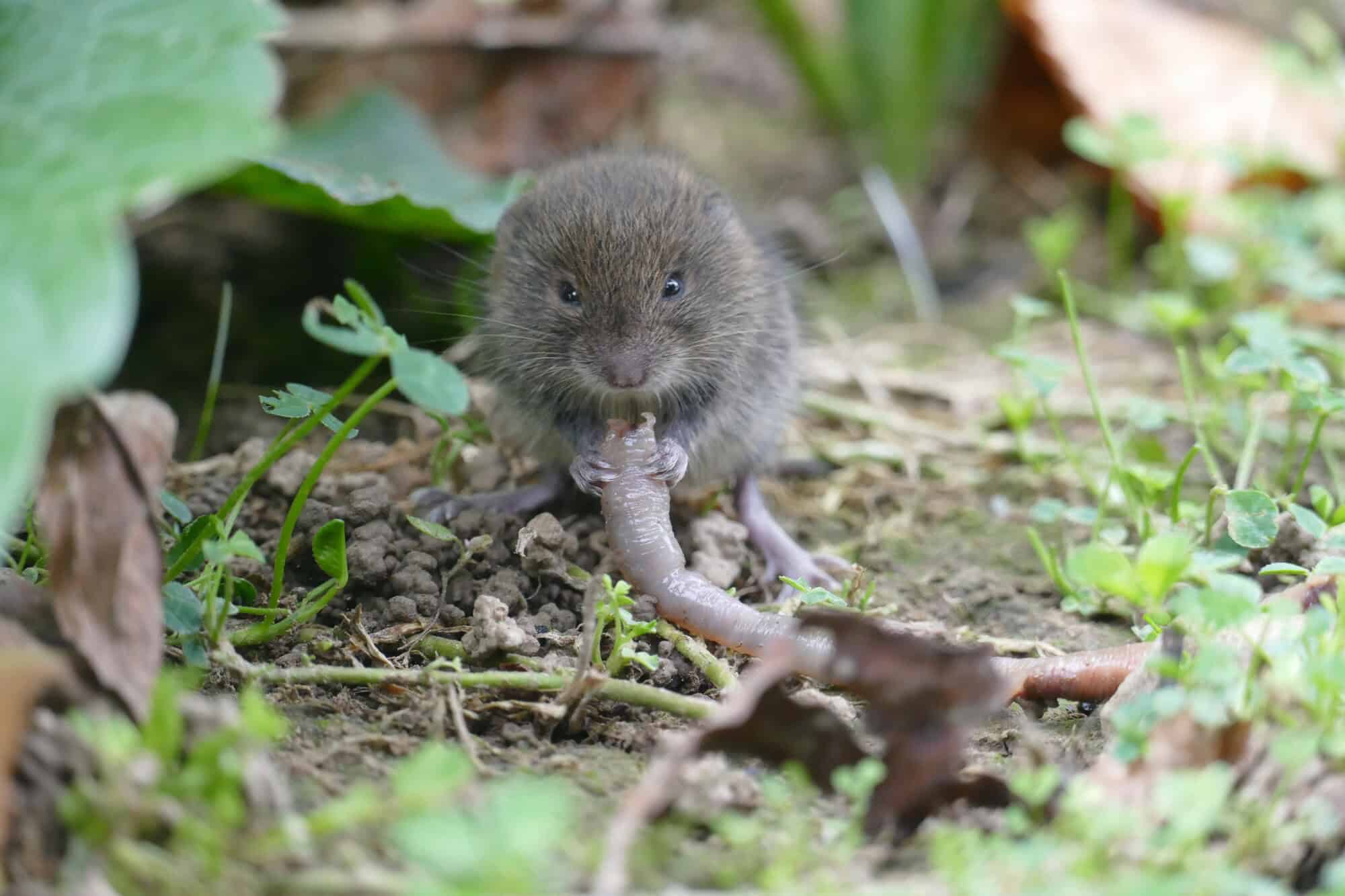 Moles vs Voles: How Are They Different?