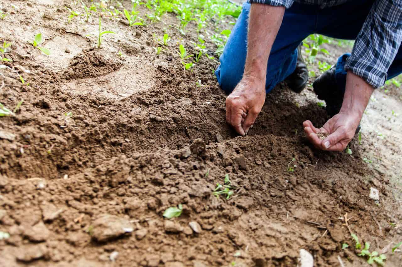 Can You Get Rid of the Moles in Your Garden?: A Guide
