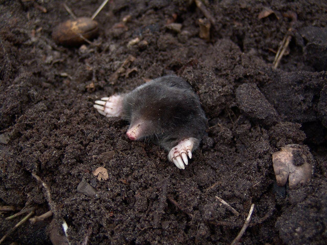 Dealing with Moles in the Summer: Special Considerations