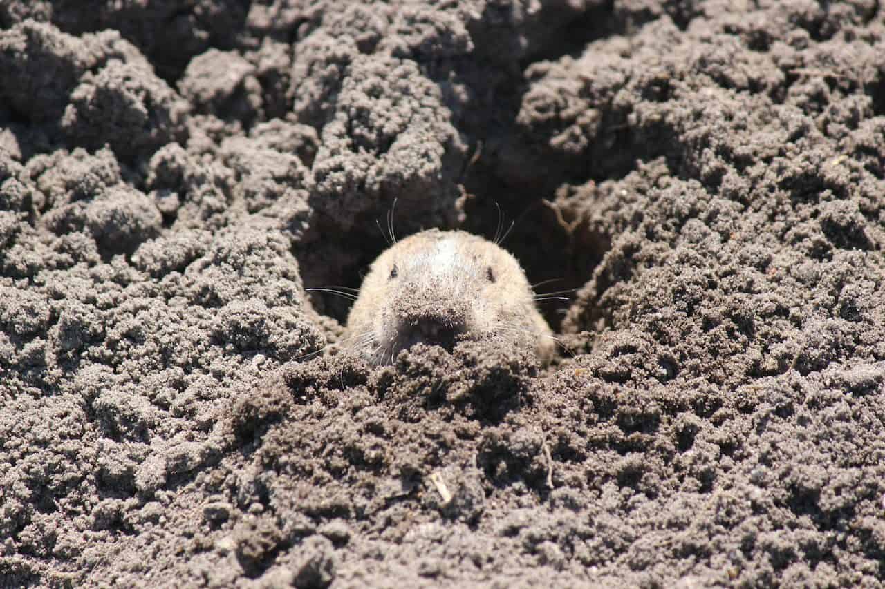 Understanding the Difference Between Gophers and Moles