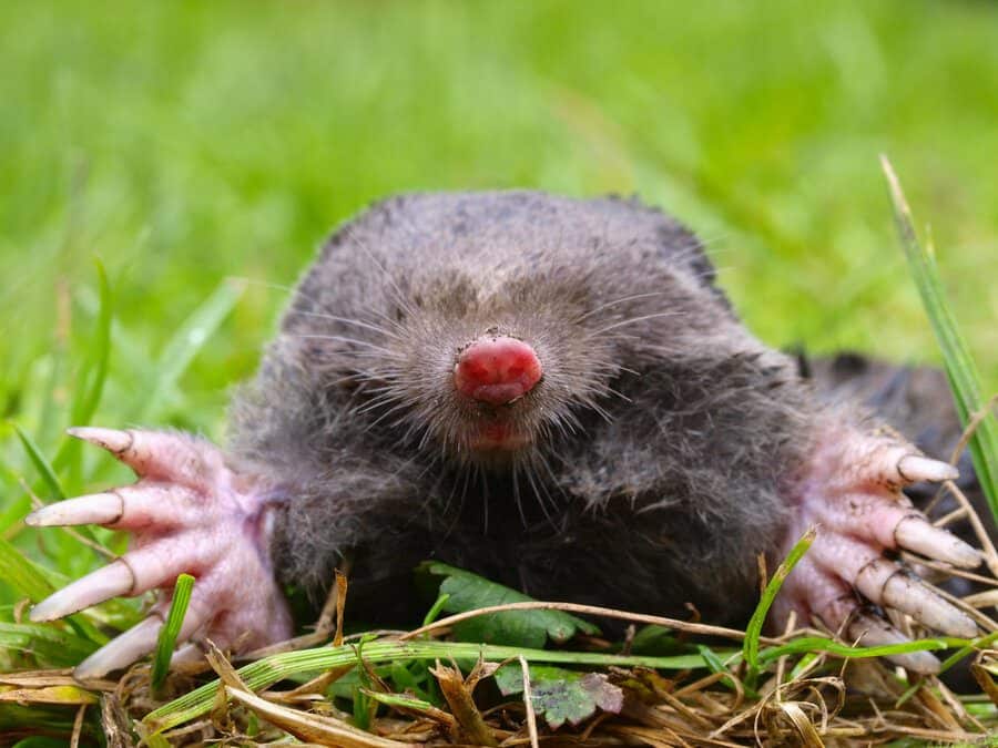 Mole emerging from a lawn showing the broad front claws built for year round tunneling