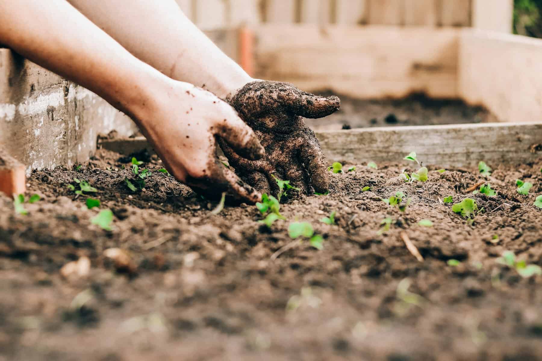 Quick Ways to Stop Moles from Destroying Garden Beds