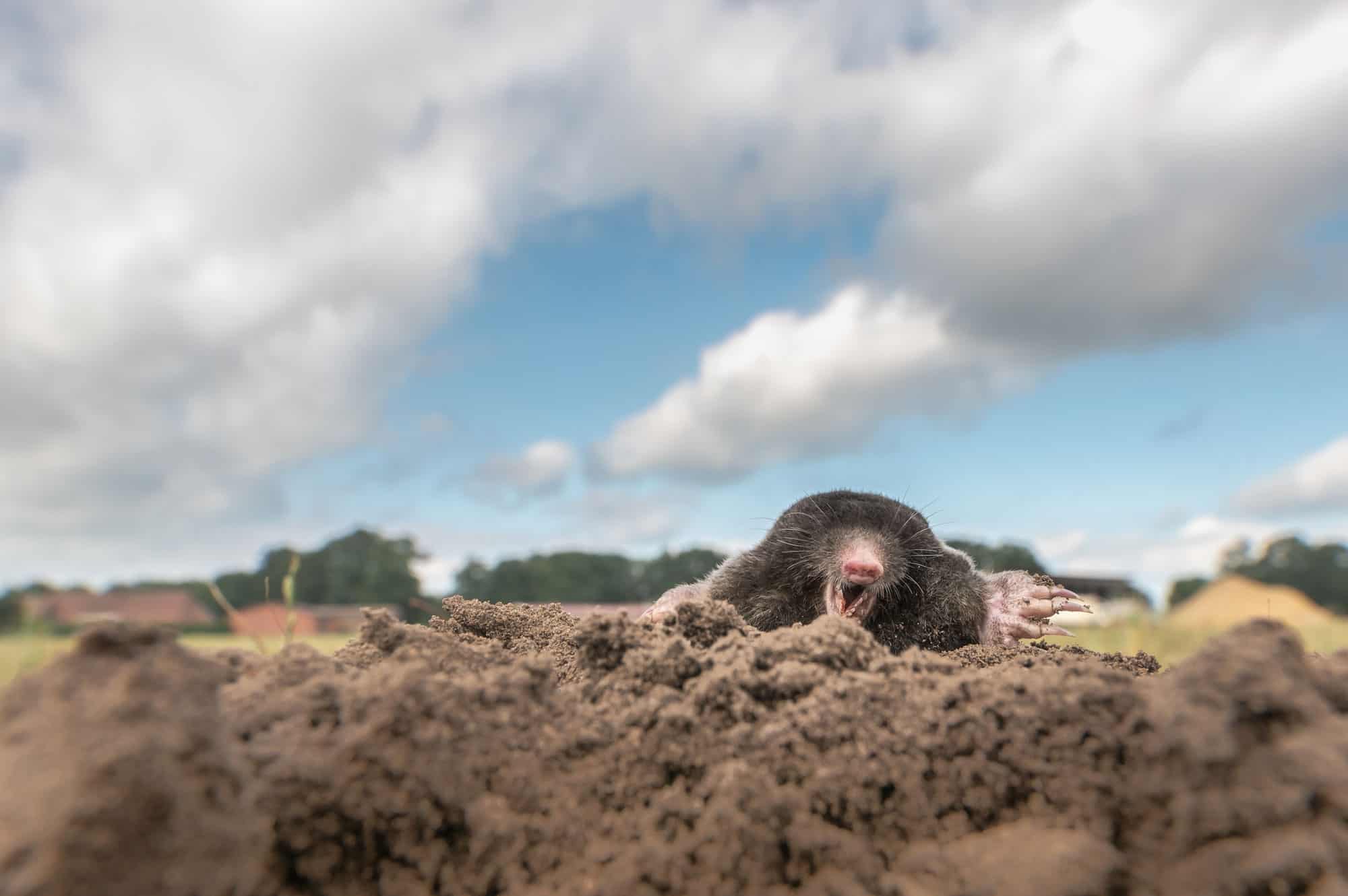 All About the Eastern Ground Mole